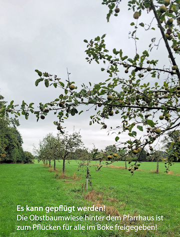 Es kann gepflückt werden - Obstbauwiese für alle Boker zum Pflücken freigegeben Es kann gepflückt werden - Obstbauwiese für alle Boker zum Pflücken freigegeben