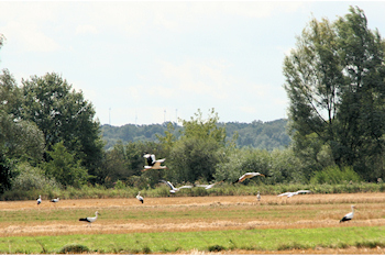 Störche auf einem Feld in der Lippeniederung 
